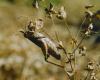 Calliptamus sp.